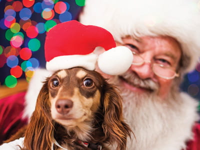 Pup Pictures with Santa