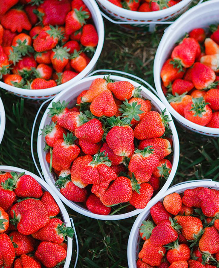 Pick strawberries or order pre-picked containers of local grown strawberries at the Strawberry Jam Festival near Nashville, TN
