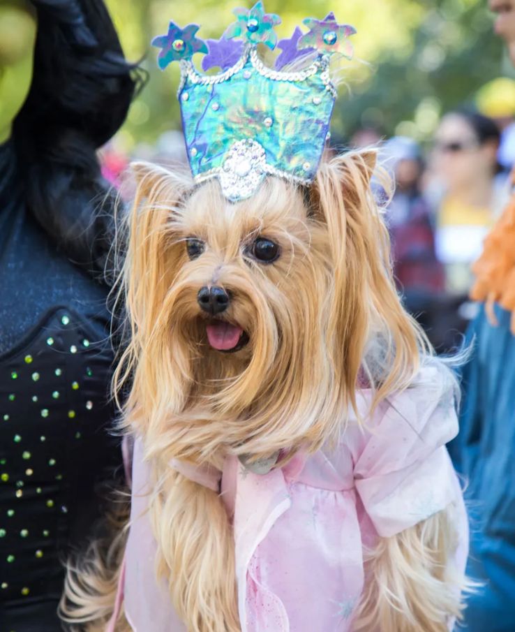 Take part in the Canine and Companion Fairytale Costume Parade during the Strawberry Jam Festival near Franklin, TN