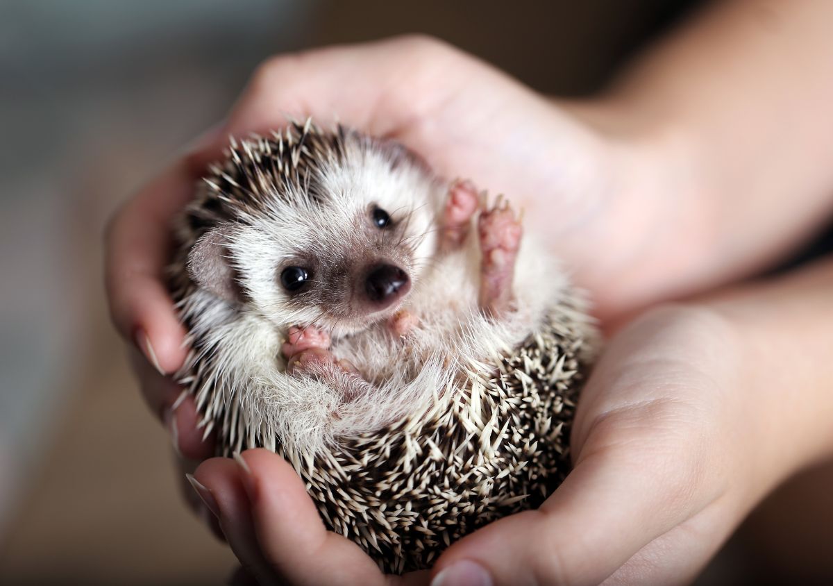 Small Mammal Encounters