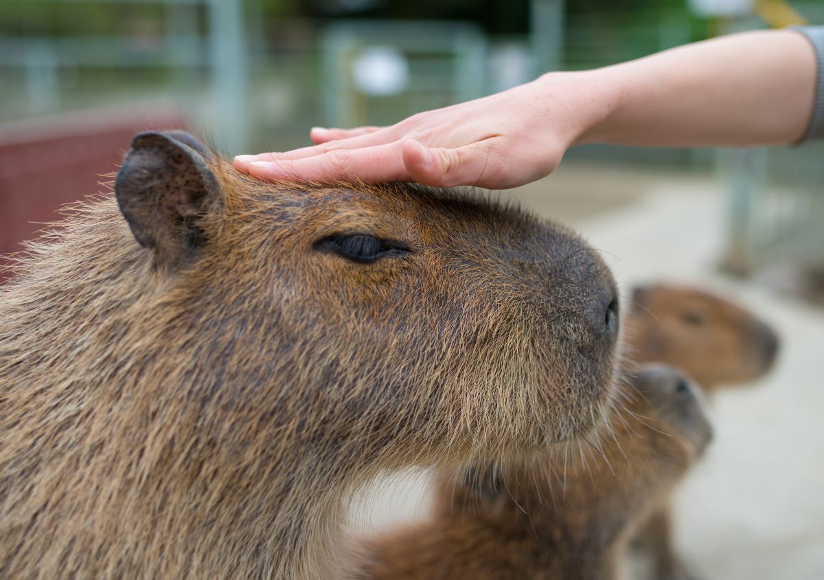 Capybara Animal Encounter