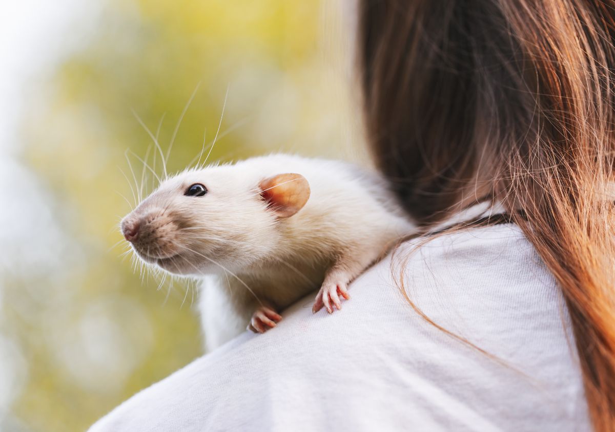 Small Mammal Encounters