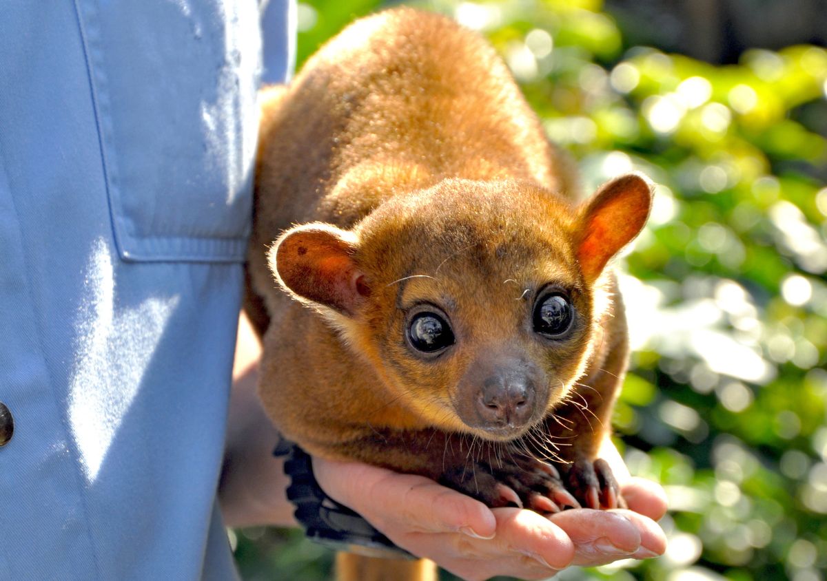 Kinkajou Animal Encounter