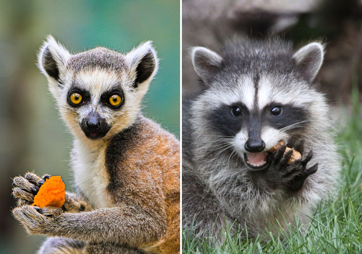 Lemur and Raccoon Animal Encounter