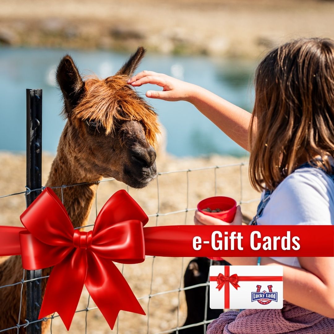 e-Gift Cards make the perfect gift!