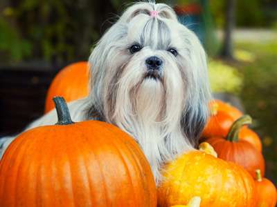 Pups in the Park Day at Pumpkin Patch & Corn Maze - Nashville Fall Festival