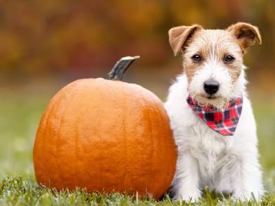 Pups in the Park Day at Middle Tennessee Fall Festival - Pumpkin Farm