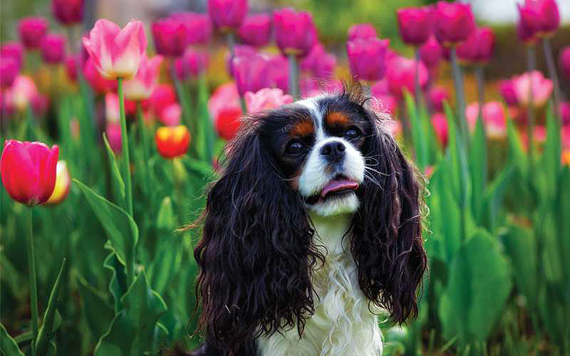 Pups in the Park - Dogs can visit with owners during Tulip Festival - Nashville, Franklin and Murfreesboro, TN