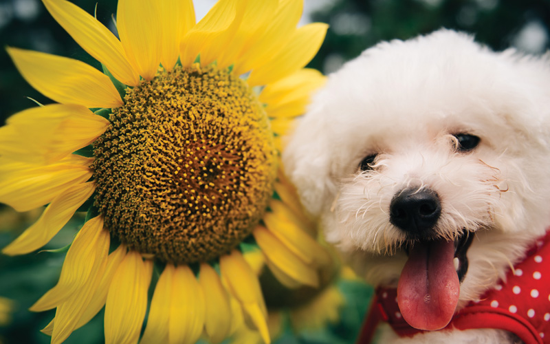 Pups in the Park - Dogs can visit with owners during Sunflower Festival - Nashville, Franklin and Murfreesboro, TN