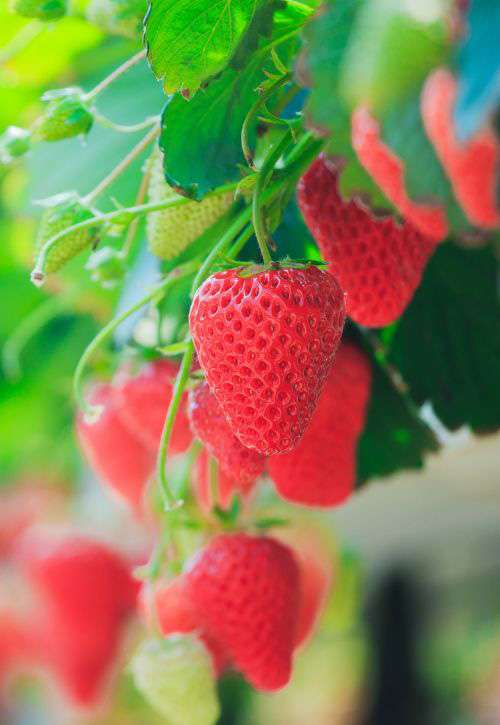 Pick fresh strawberries Lucky Ladd's Strawberry Farm | Nashville, TN