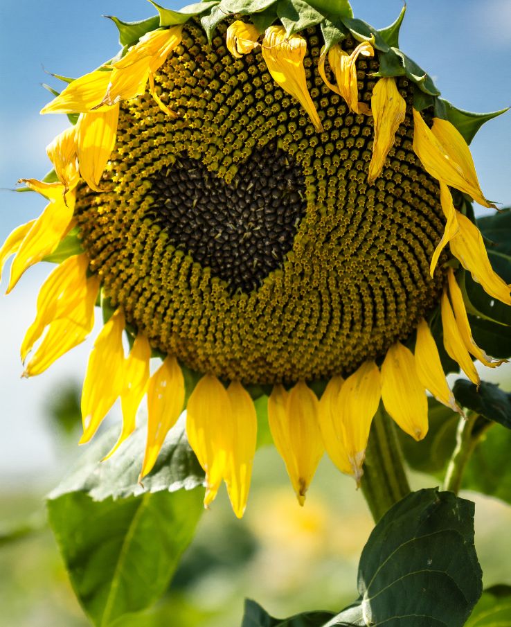Tennessee Sunflower Festival near Nashville, TN, offers photographer friendly location to capture stunning photos for amateurs and professionals alike. Be sure to enter the Sunflower Photography contest.