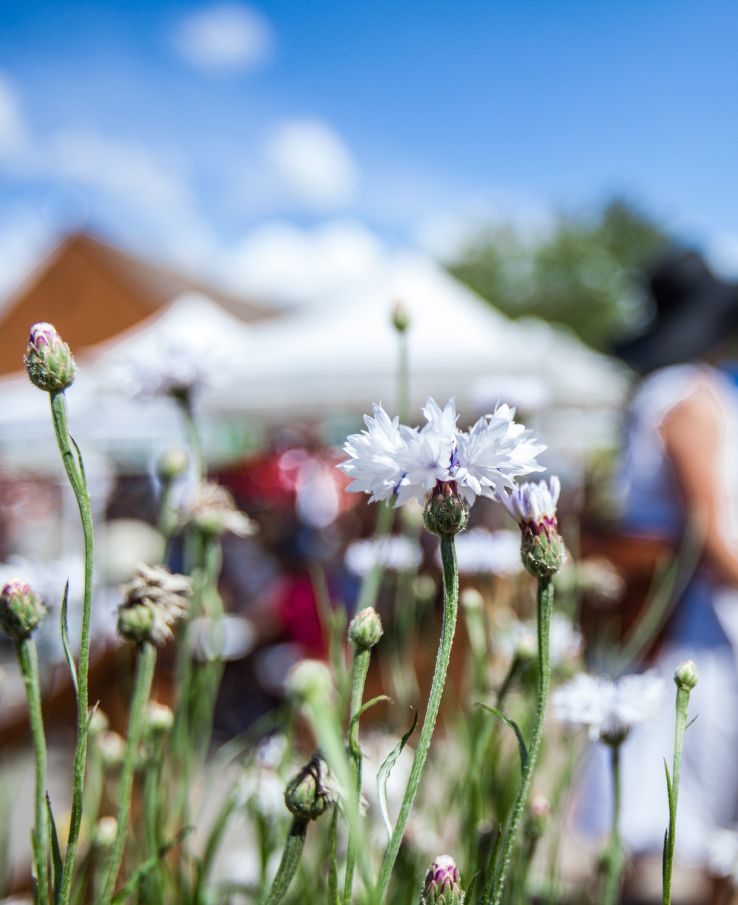 Shop local artisans and crafters at the Makers Market and Kids Craft Fair during the Tennessee Sunflower Festival near Nashville, TN