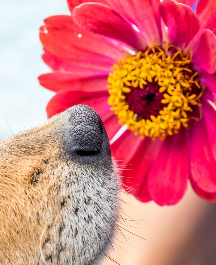 Tennessee Sunflower Festival near Murfreesboro, TN, offers dog friendly experience and perfect photo ops for your four legged friends