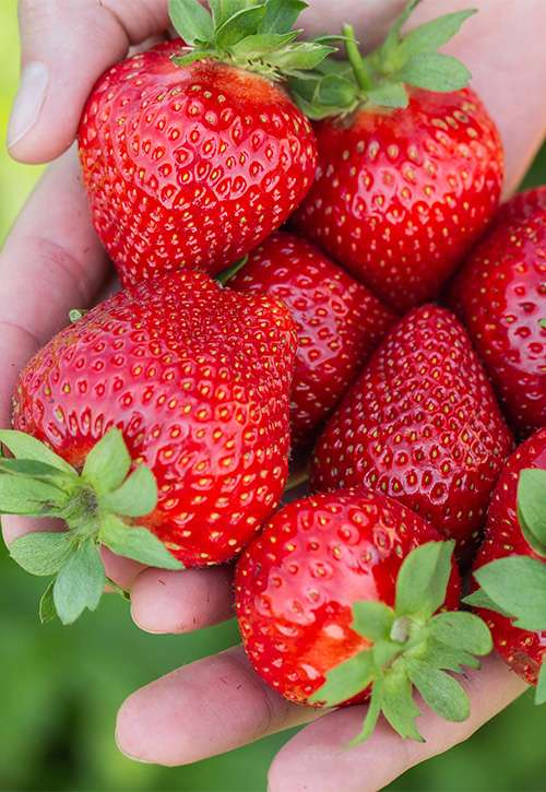 Pick Strawberries near Murfreesboro, TN
